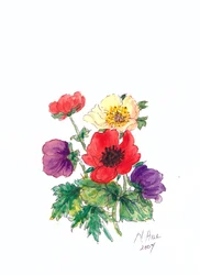 Anemonen, 2007